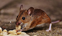24 Hour & Emergency Exterminators in Summerset, SD